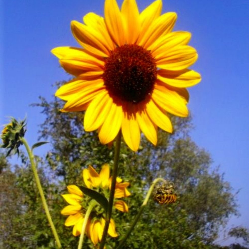 Meet your Posher, Sunflower Acres